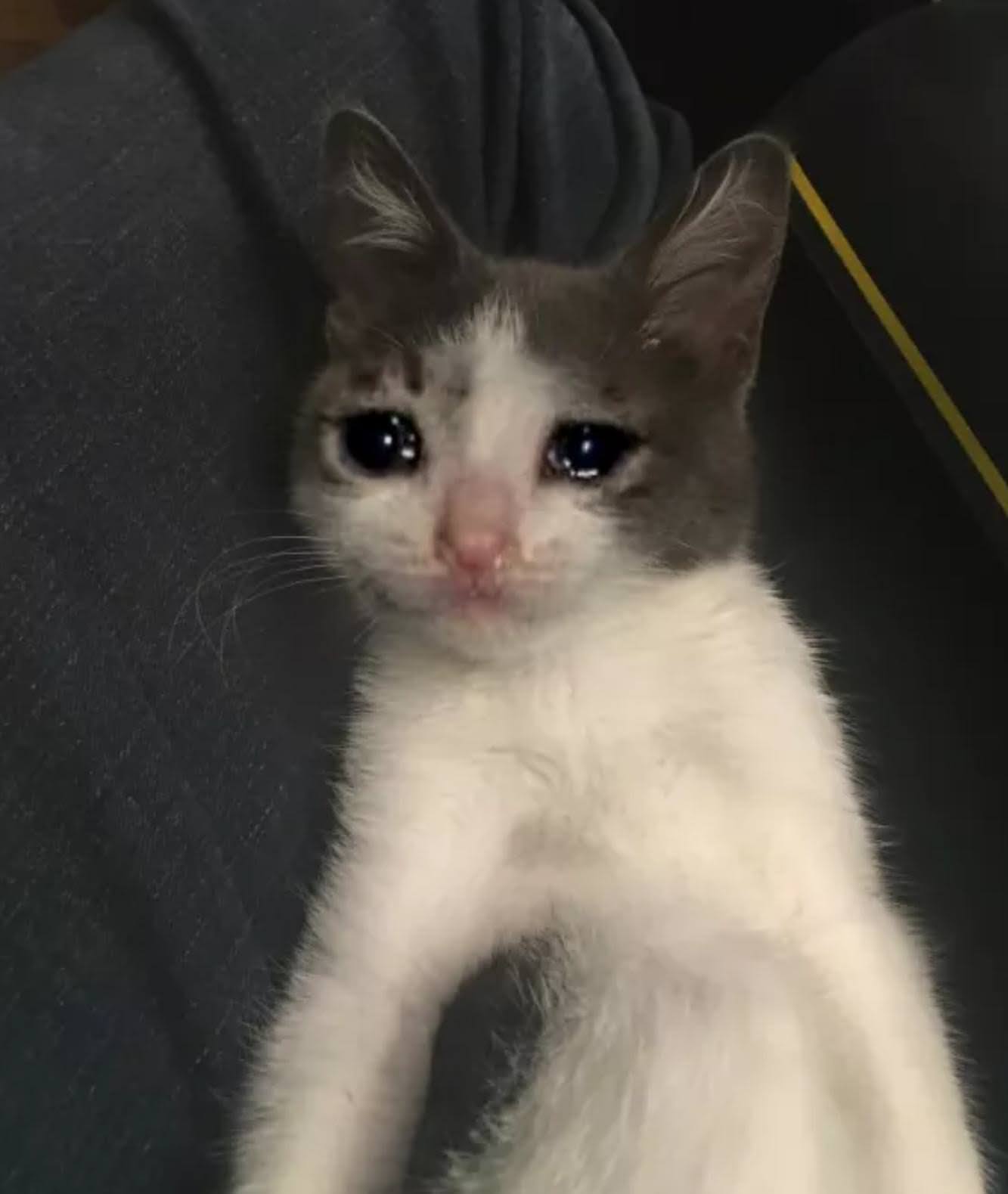 sad cat